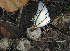 Polyura nepenthes