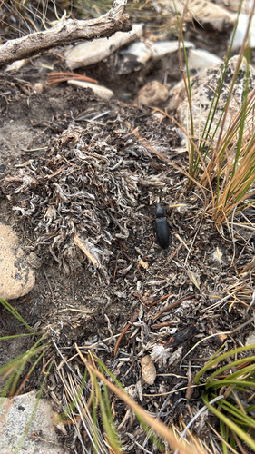 iNaturalist observation photo of Neospondylis upiformis