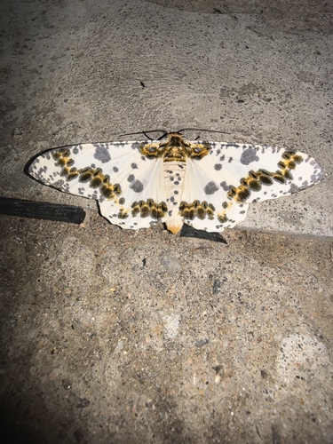 Biston panterinaria