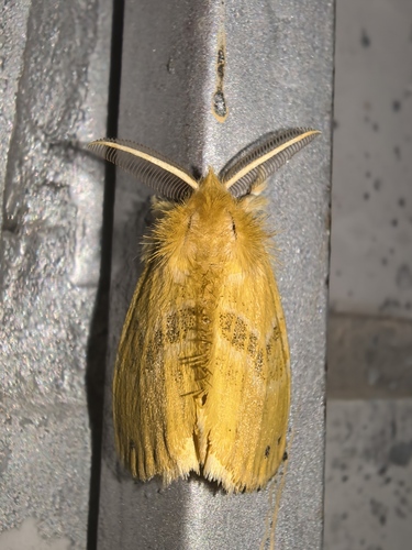 Artaxa subflava