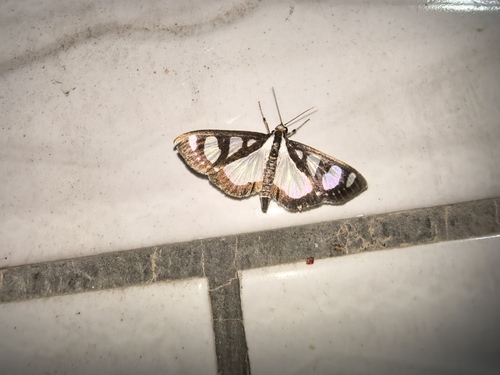 Glyphodes quadrimaculalis
