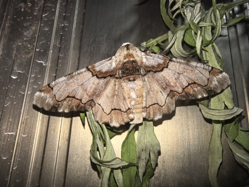 Biston regalis