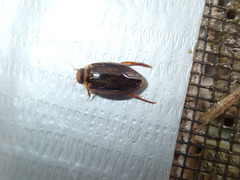 Coptotomus longulus