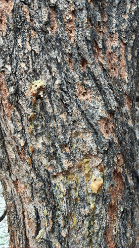 iNaturalist observation photo of Mountain Pine Beetle