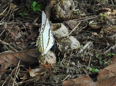 Polyura nepenthes