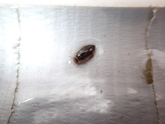 Coptotomus longulus