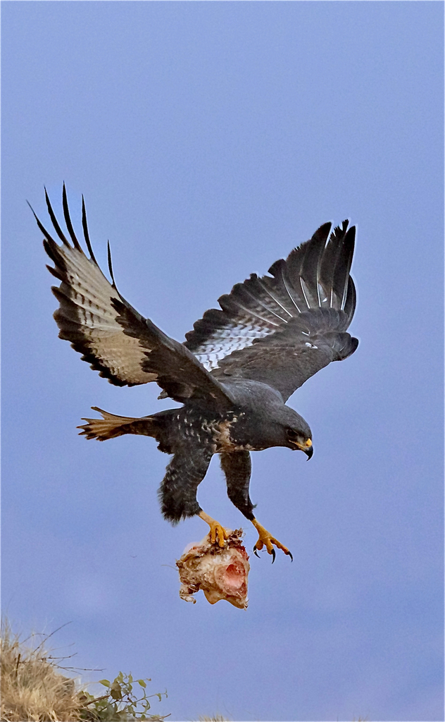 Jackal Buzzard