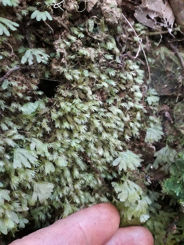 Fissidens pallidus, 2026-07-11