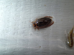 Coptotomus longulus