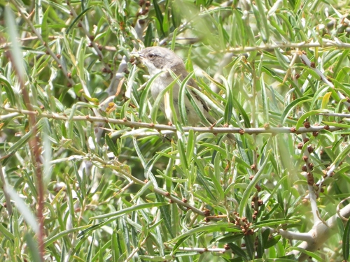 Lesser Whitethroat