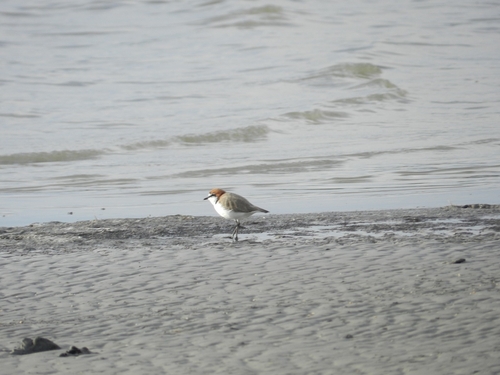 Red-capped Plover