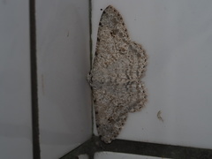 Lassaba parvalbidaria