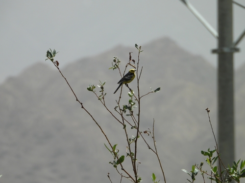 Citrine Wagtail