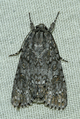 Acronicta impleta