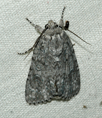 Acronicta impleta