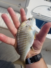 Leiostomus xanthurus