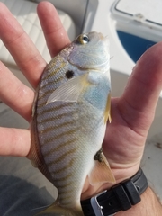 Leiostomus xanthurus