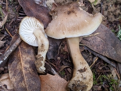 Neohygrocybe
