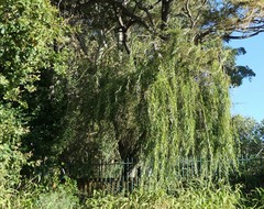 Salix babylonica babylonica