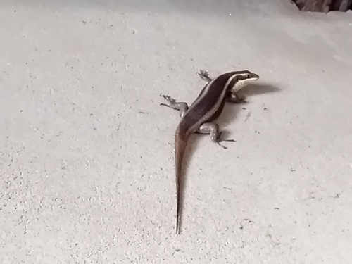 African Striped Skink