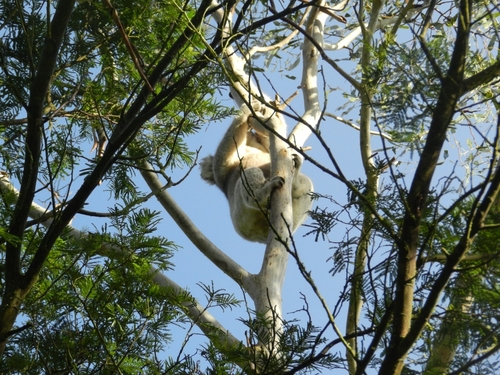 Koala