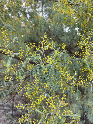 mudgee wattle