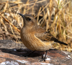 Buff-Streaked Chat photo 2