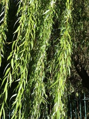 Salix babylonica babylonica