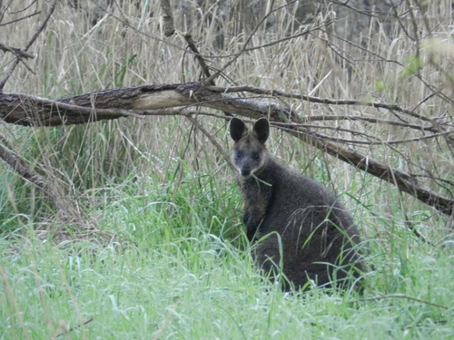 Swamp Wallaby