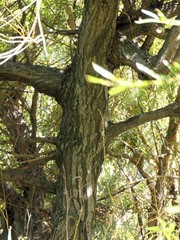 Salix babylonica babylonica
