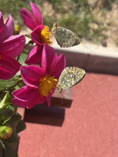 Dark Green Fritillary
