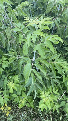 box elder