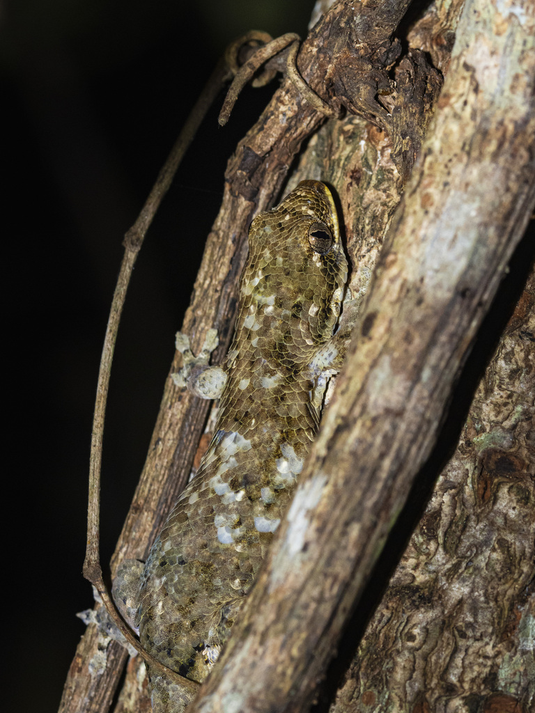 Comoran Fish Scale Gecko