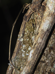 Comoran Fish Scale Gecko photo 1