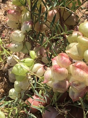 Astragalus insularis