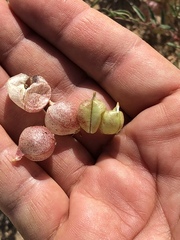 Astragalus insularis