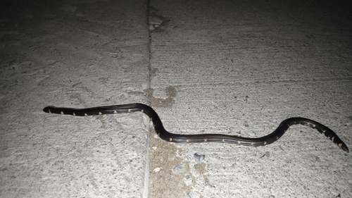 Cylindrophis ruffus observed 2026-07-19