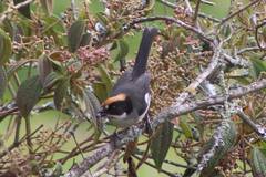 Atlapetes leucopterus