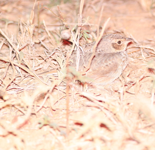 Singing Bush Lark (Mirafra javanica), photo 3