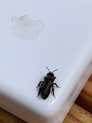 Cephalosmia
