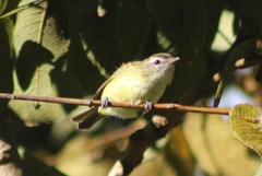 Vireo leucophrys