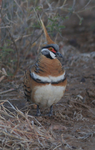 Spinifex Pigeon (Geophaps plumifera), photo 4