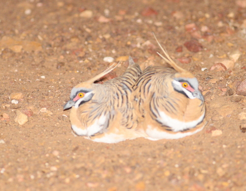 Spinifex Pigeon (Geophaps plumifera), photo 5