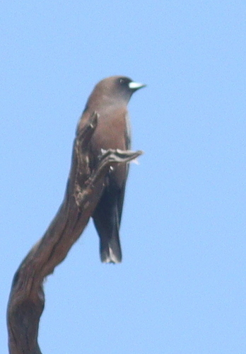 Little Woodswallow (Artamus minor), photo 2