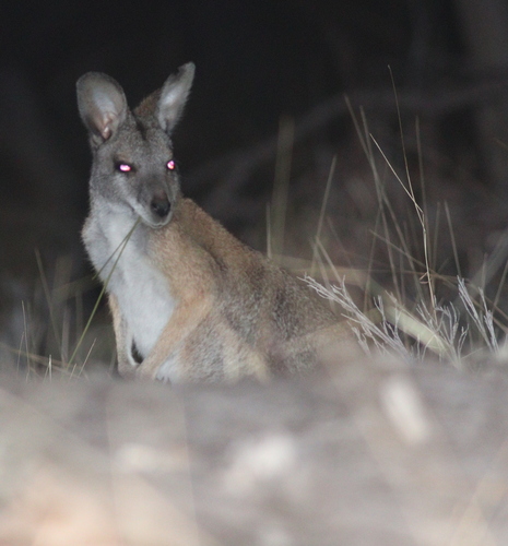 Black-striped Wallaby