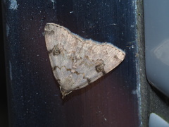 Sinarella nigrisigna