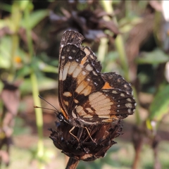 Chlosyne lacinia saundersi