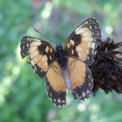 Chlosyne lacinia saundersi