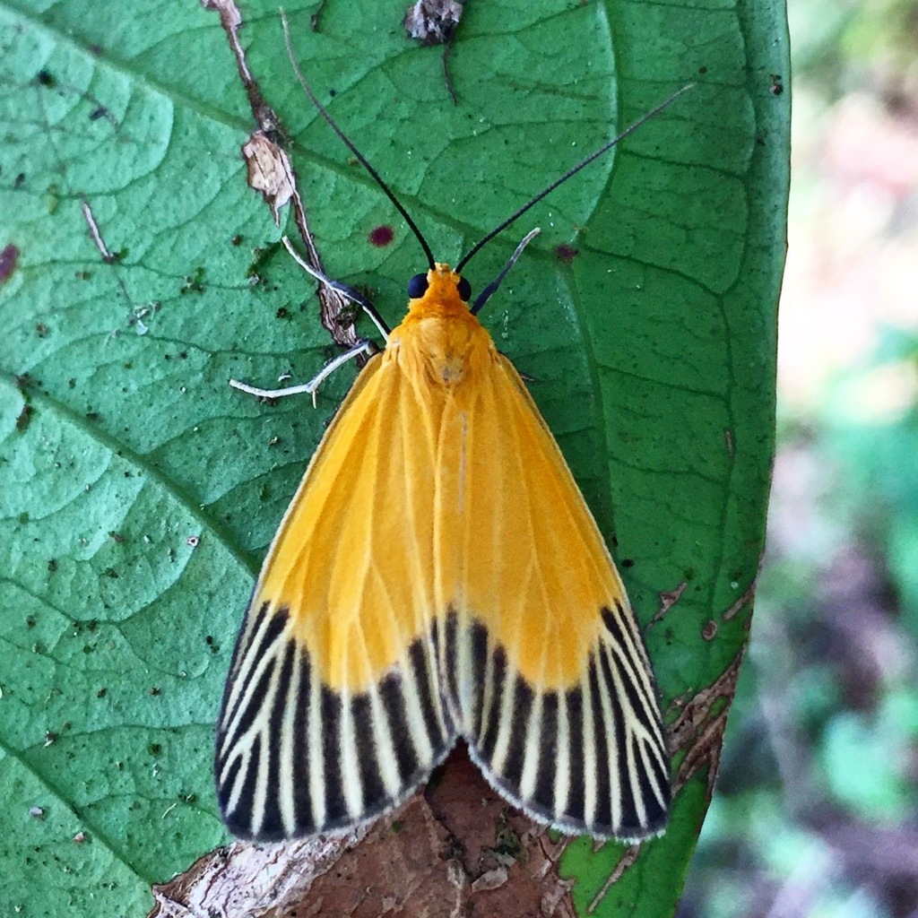 Oricia homalochroa