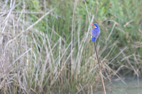 iNaturalist image